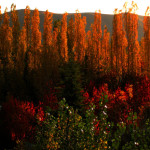 Fall Spectrum
