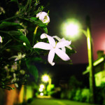 Night flower