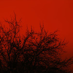 Red winter